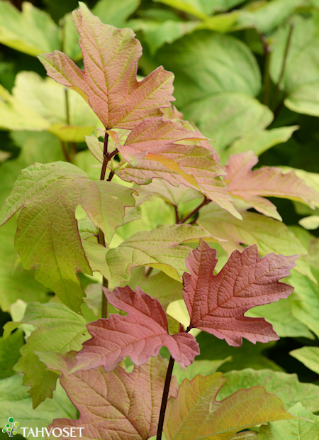 Viburnum opulus 'SMNVODR' ('Oh Canada'), koiranheisi